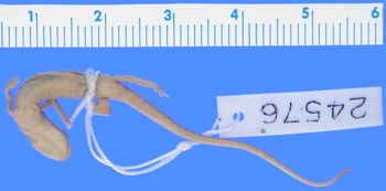 Media type: image; Herpetology A-24576